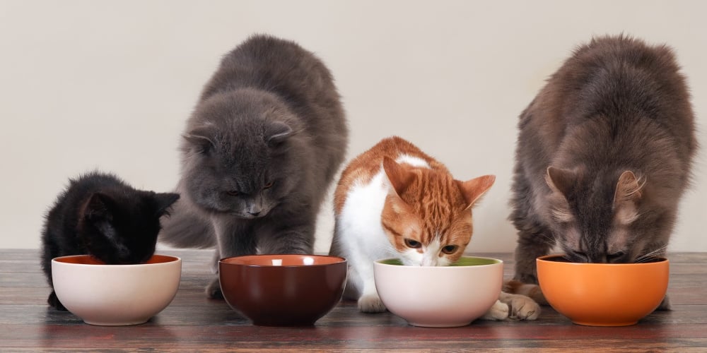 Best Cat Food Sensitive Stomach