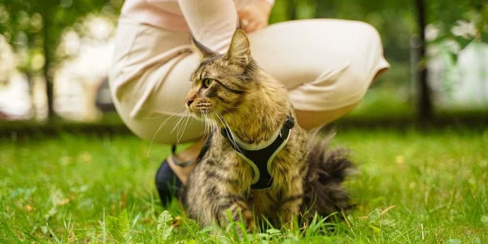 Cat wearing a harness
