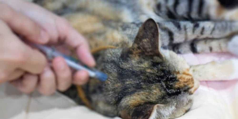 7 Best Flea Treatments for Cats (2020 Reviews)