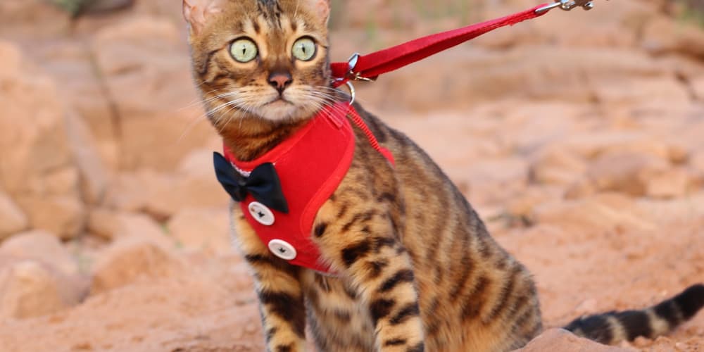 Best Cat Vest