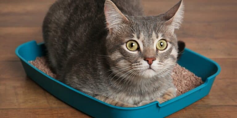 5 Best Litter Boxes for Large Cats in 2024