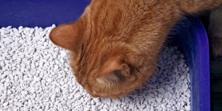 5 Best Odor Control Cat Litter in 2024