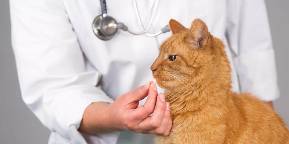 5 Best Cat Dewormers in 2020 Cat Attitudes