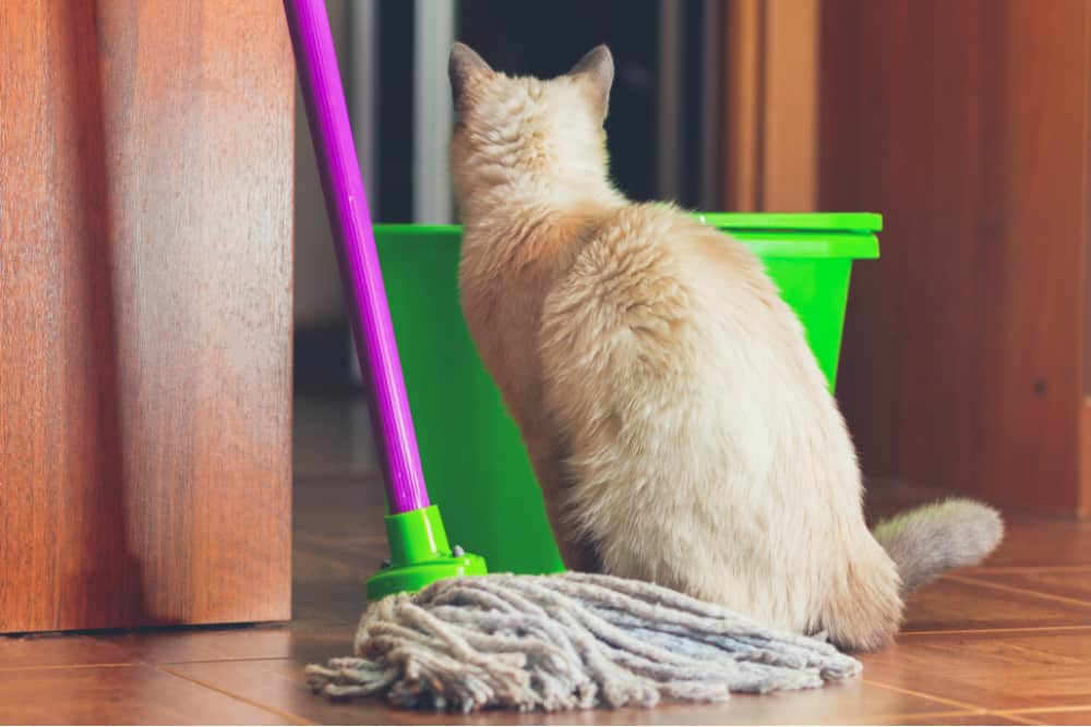 Cat Cleaning Tips