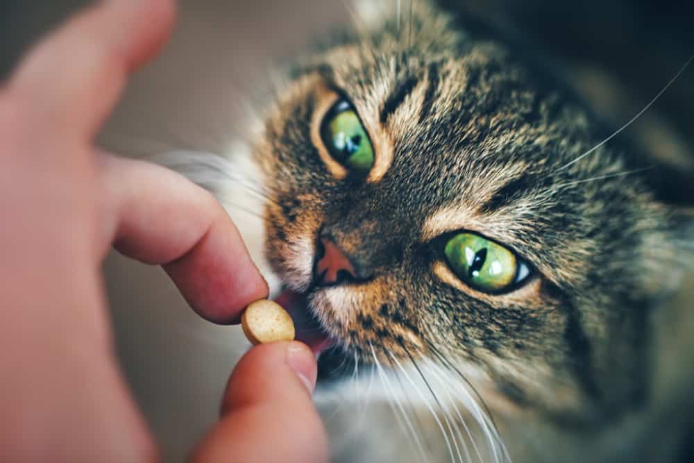 5 Best Cat Dewormers in 2020 Cat Attitudes