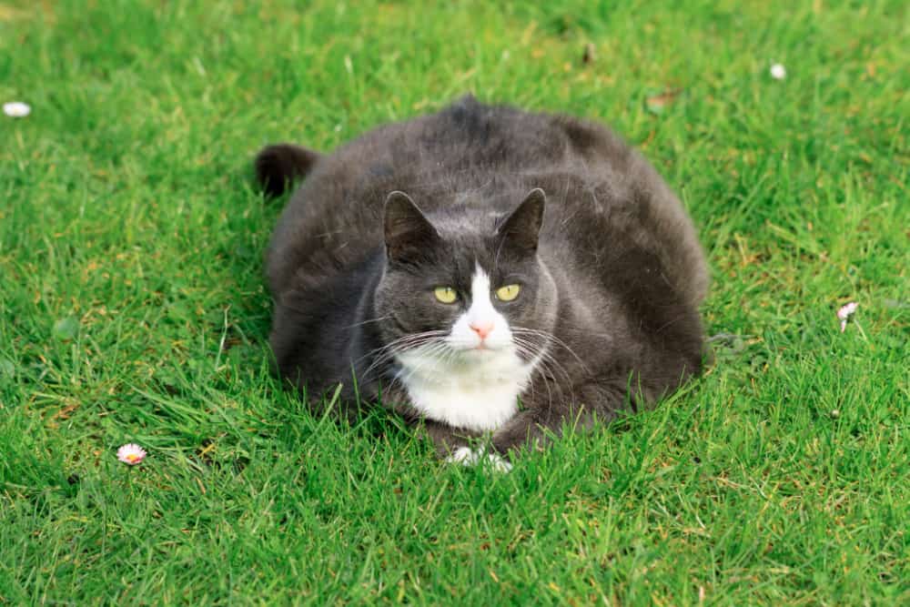 Fat Cat Obesity