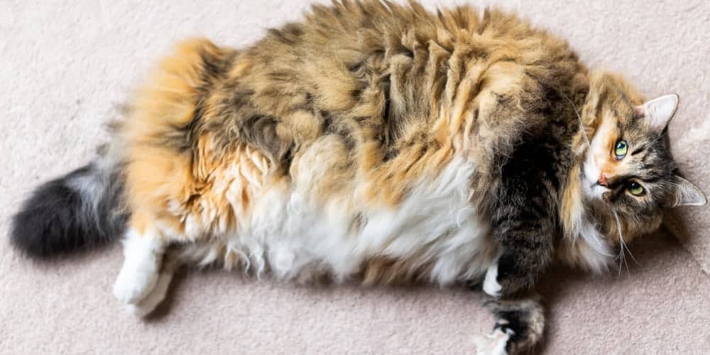 Obesity in Cats