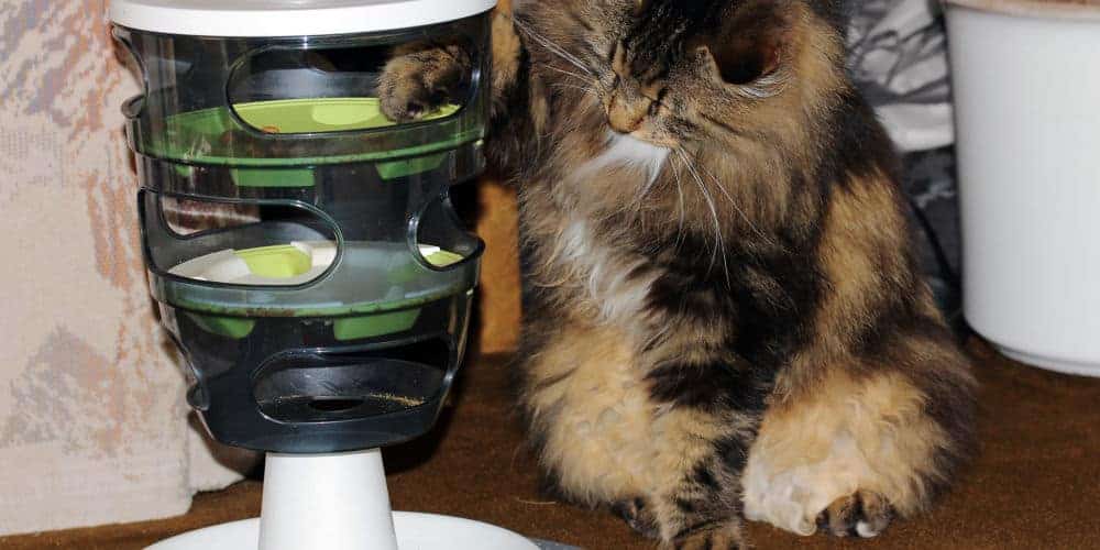 Cat Eating From Automatic Cat Feeder