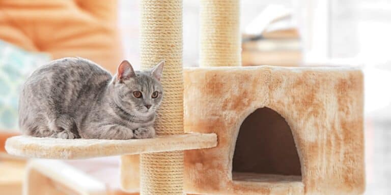 7 of the Best Cat Trees (2024 Reviews)