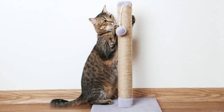 Best Cat Scratching Post in 2024 (Reviews and Guide)