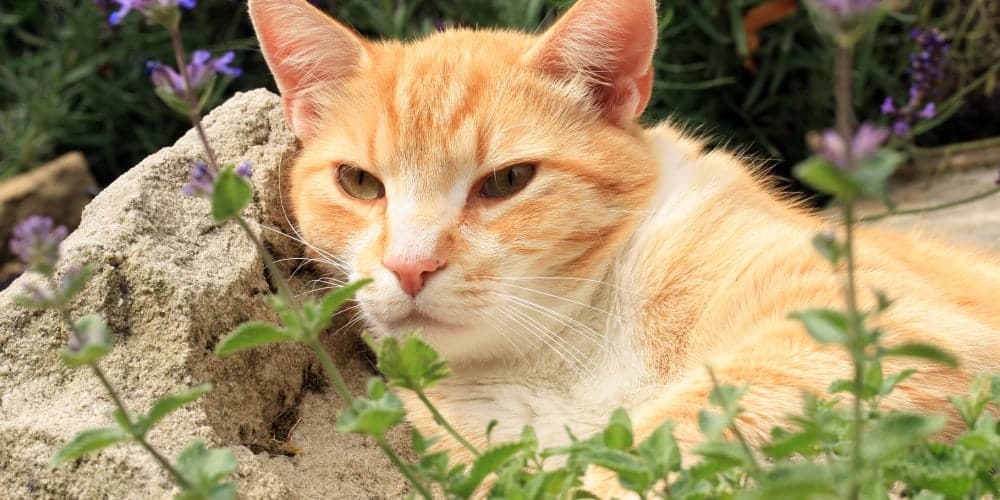 Ginger cat in catnip