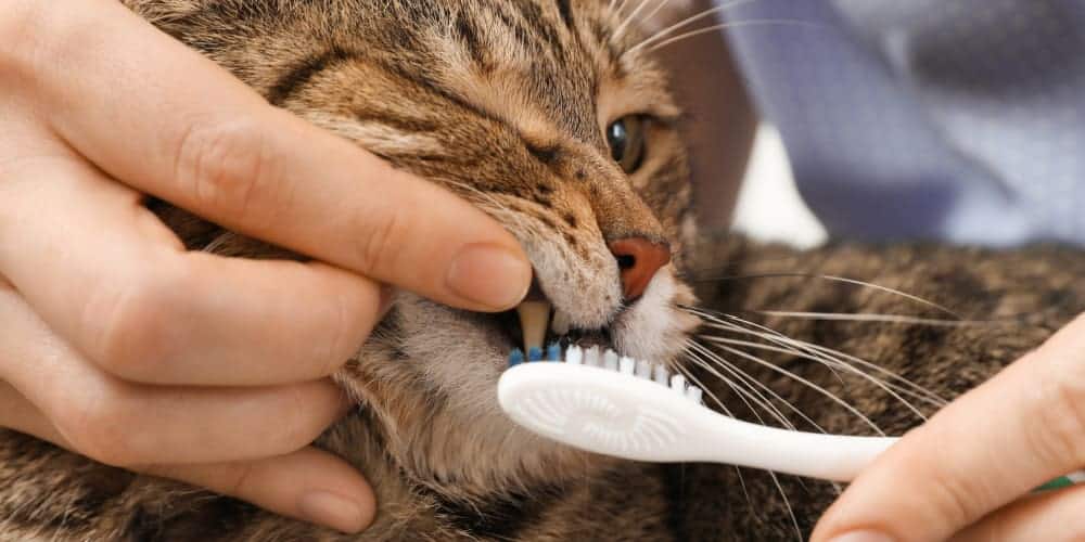 5 Best Cat Toothpastes (2020 Reviews) Cat Attitudes