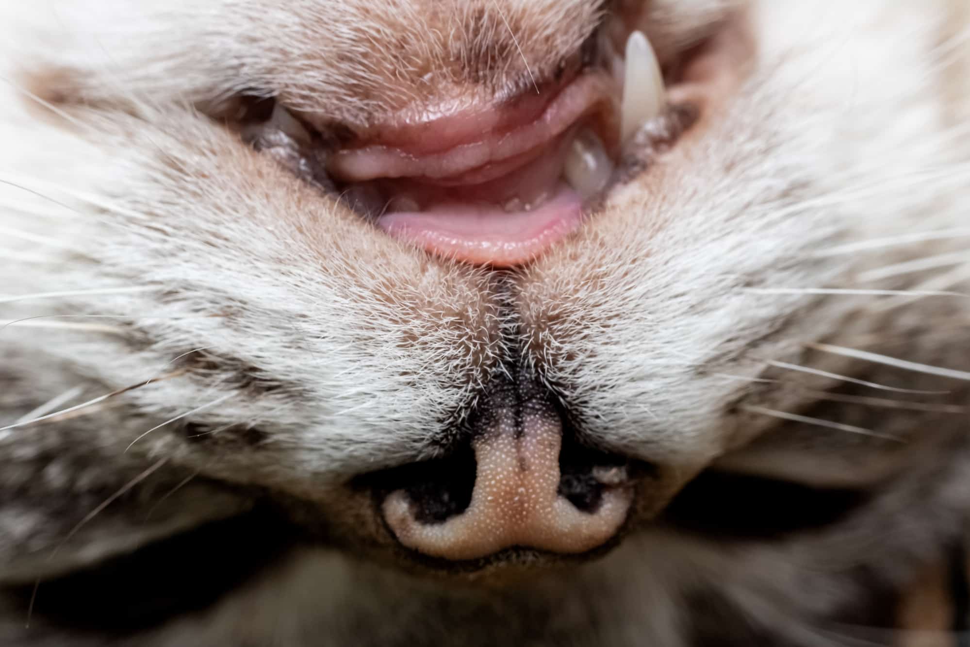 Cat Bad Teeth