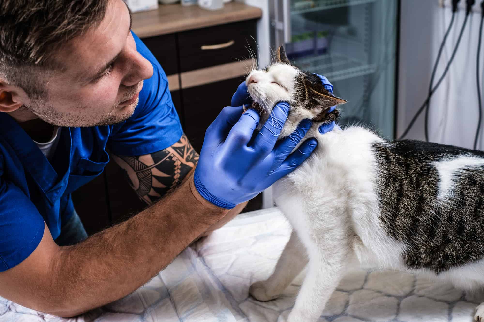 Cat Dental