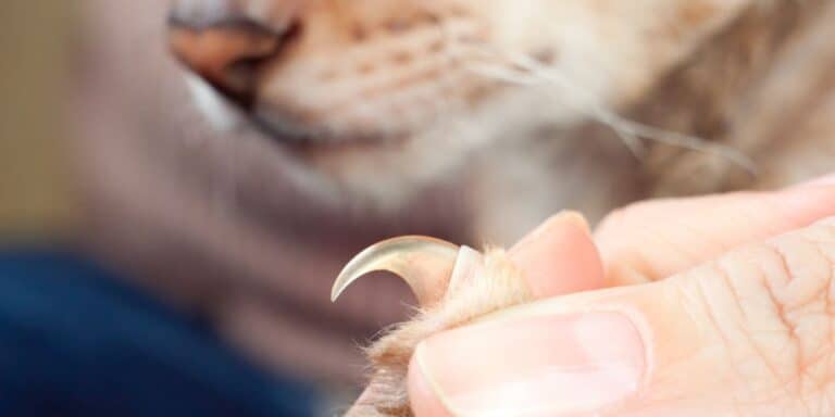 Best Cat Nail Clippers for Your Cat