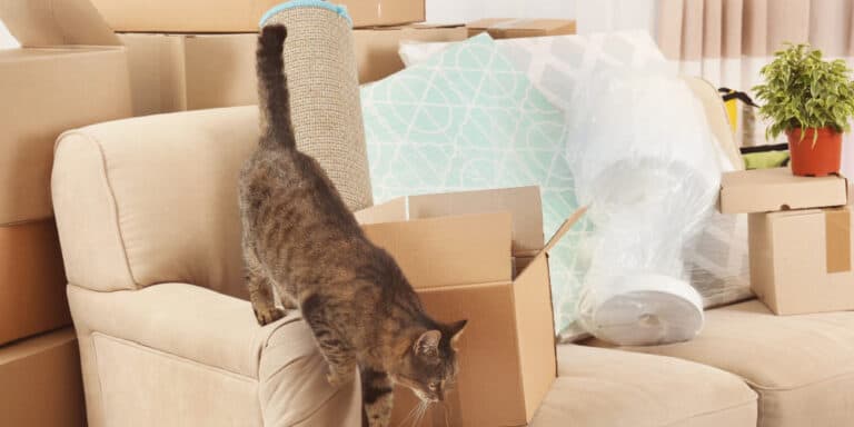 how-long-does-it-take-a-cat-to-adjust-to-a-new-home