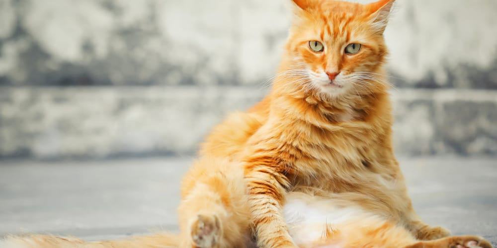 Orange cat with a saggy belly.