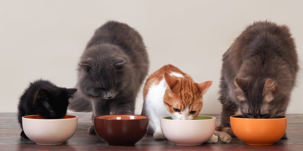 How Long Cats Go Without Food