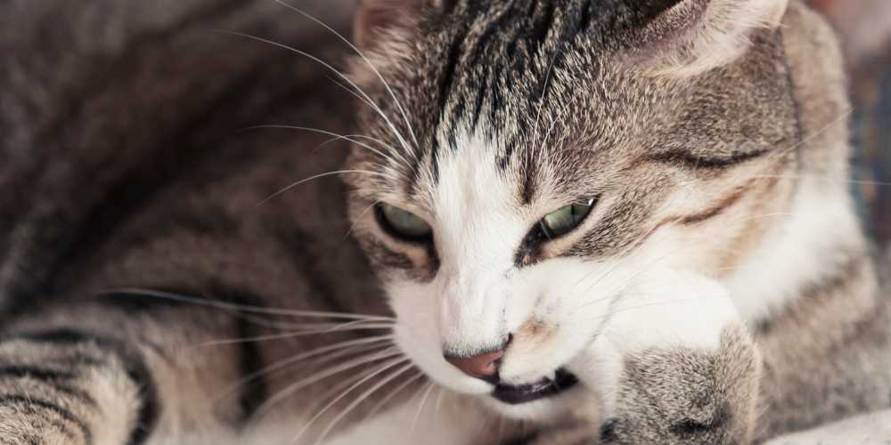 Cat Biting its Paws