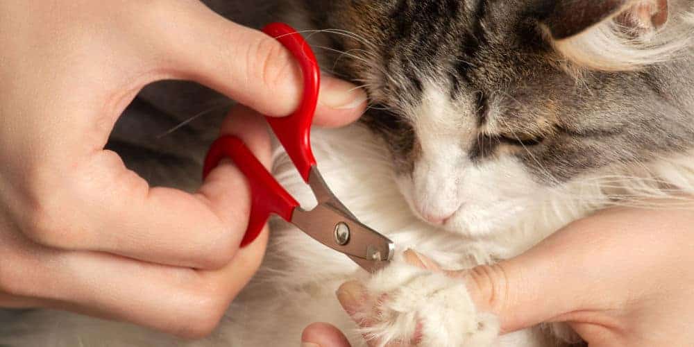Cat Getting His Nails Trimmed