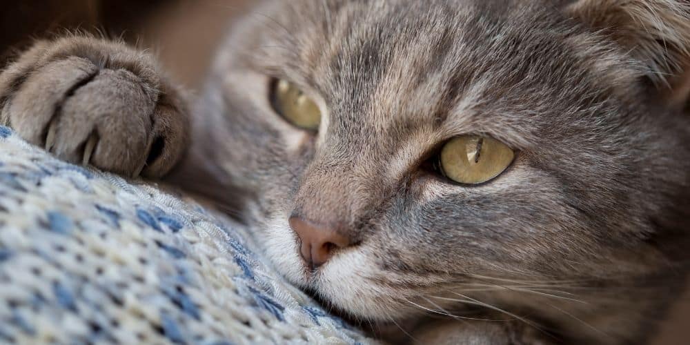 Why do some cats purr louder than others