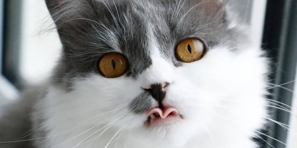 Cute Cat