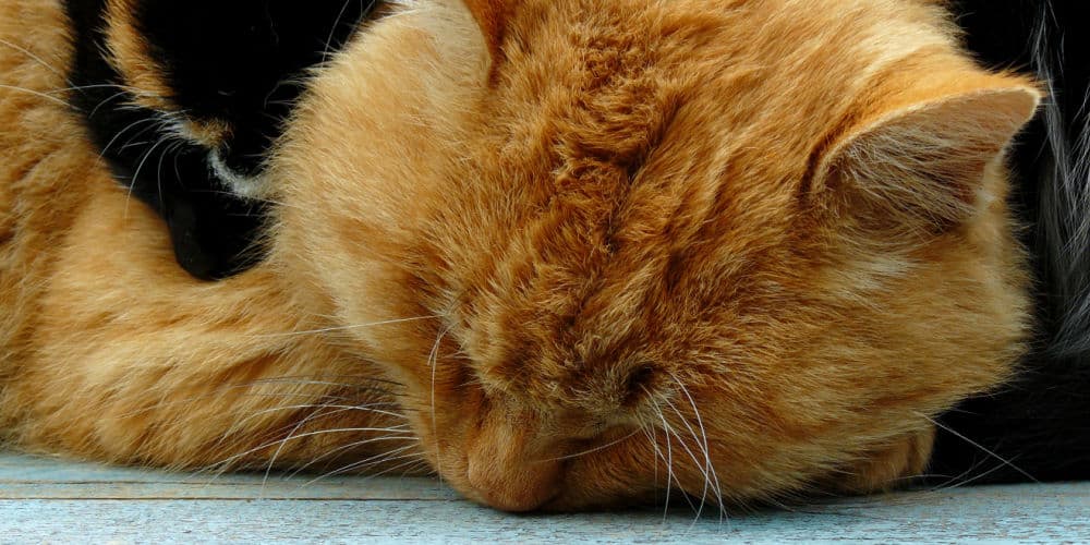 Cat Sleeping and Snoring