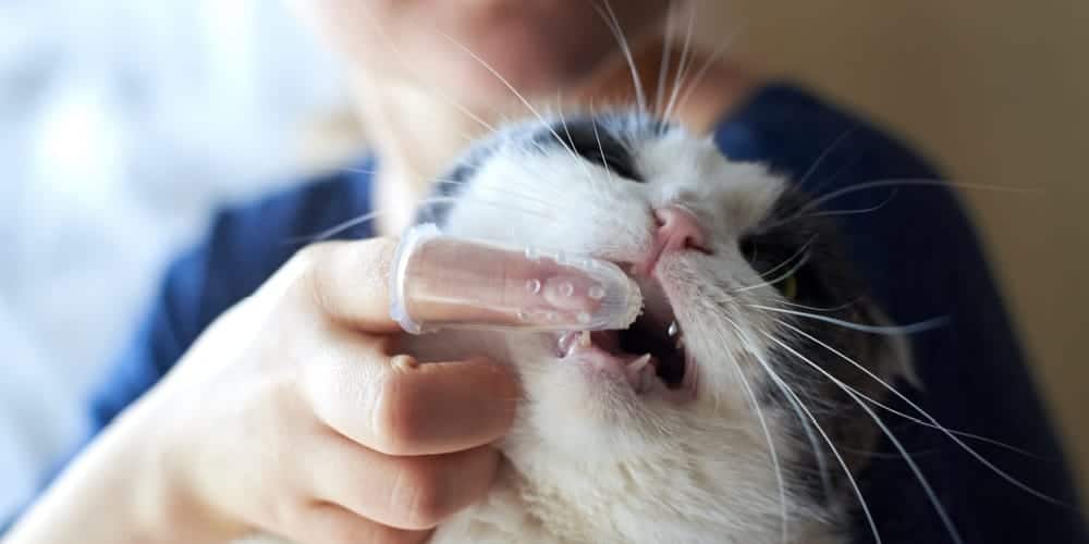 Cat Getting Its Teeth Brushed