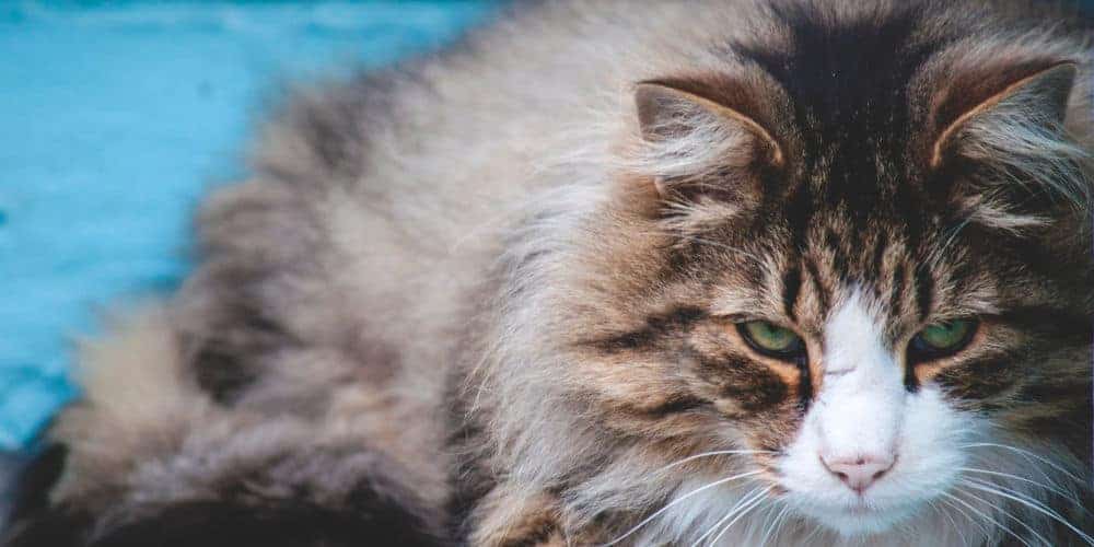 Cat Coughing