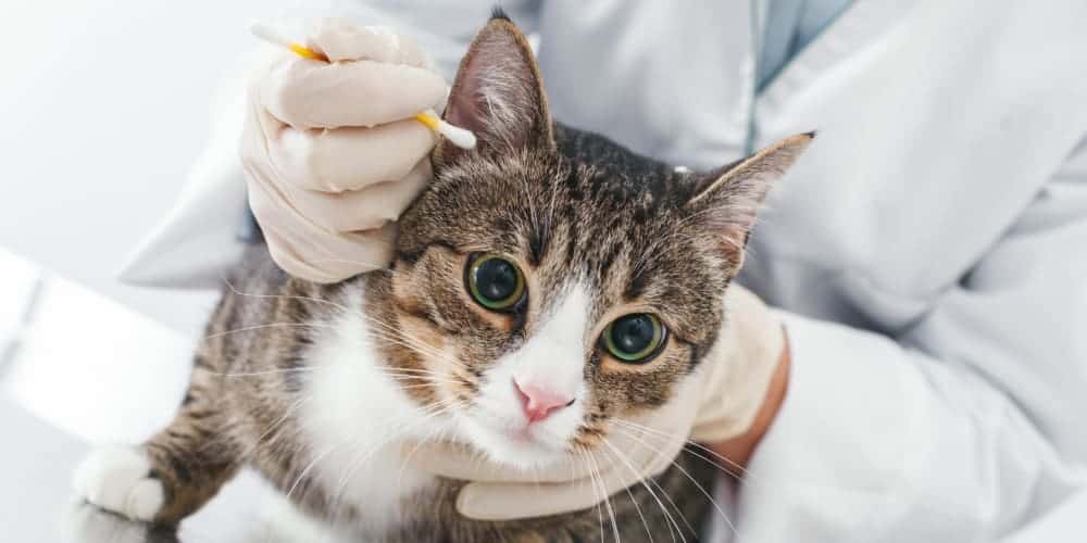 Cat Being Treated for Ear Mites