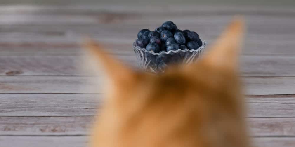 Cat Eating Blueberries