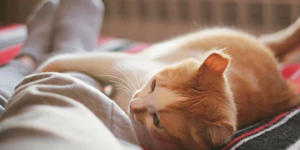 Cat in a Bed