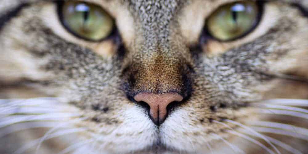 Why Do Cats Have Wet Noses? - Cat Attitudes