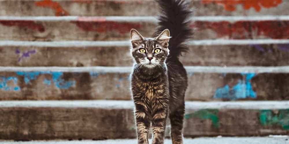 Cat with a Puffy Tail