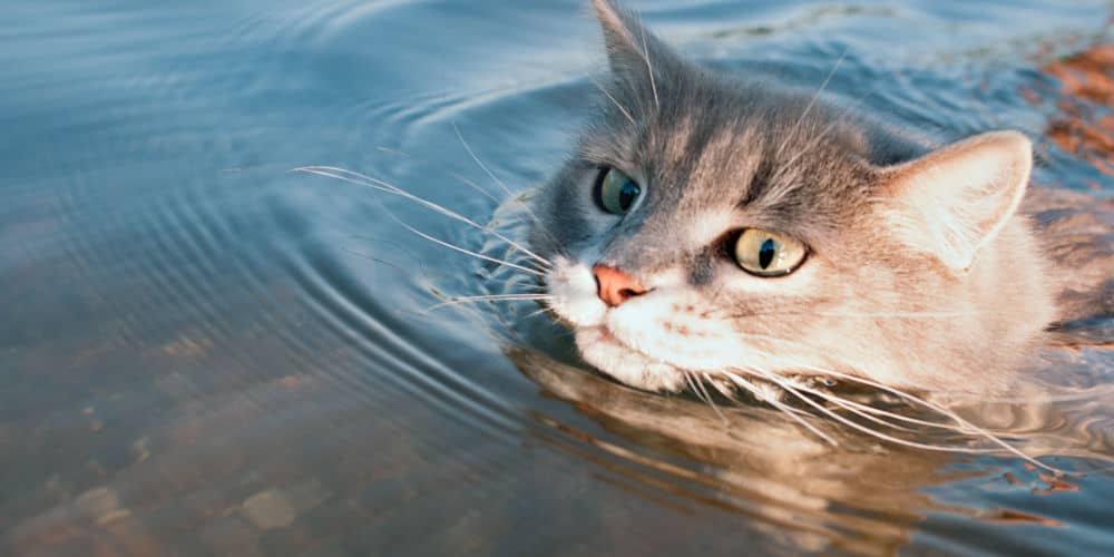 Can Cats Swim? - Cat Attitudes