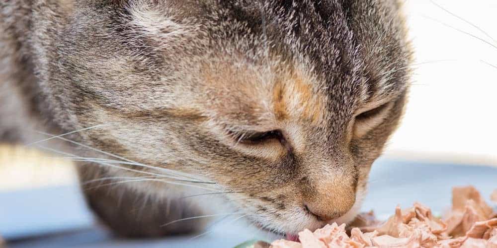 Cat Eating Food