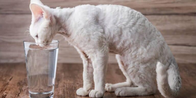 why-is-my-cat-losing-weight-and-drinking-lots-of-water-cat-attitudes