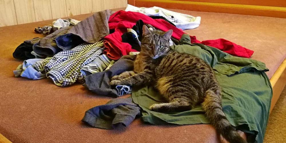 Cat Lying on Dirty Clothes