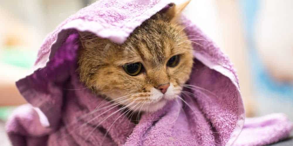Cat in a Bath Towel