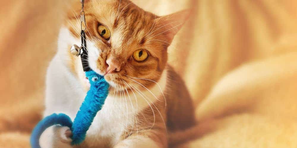 Cat with a Toy