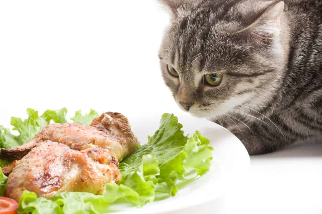 Cat Eating Chicken