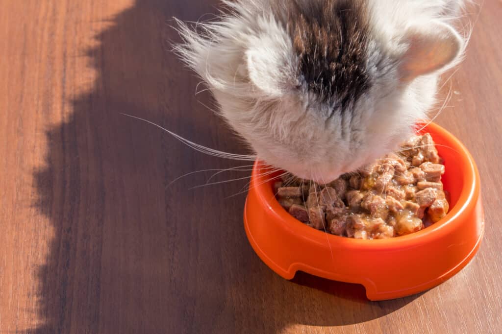 Cute cat eating his food from orange plastic bowl