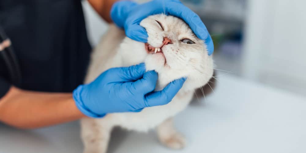 Cat getting dental checkuo