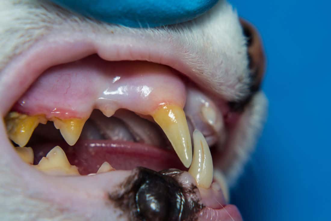 Cat Teeth with Tartar