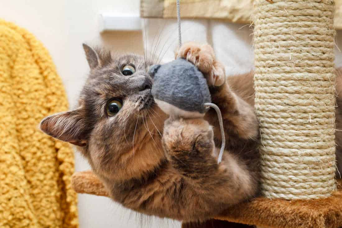 Cat Toys and Scratching Post