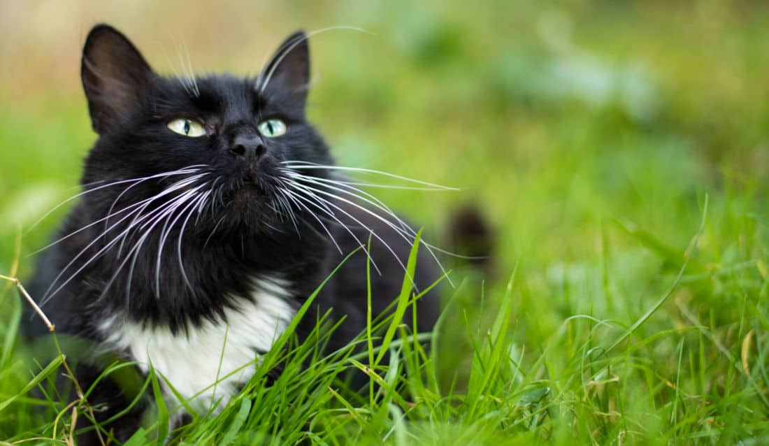 Cat with Long Whiskers