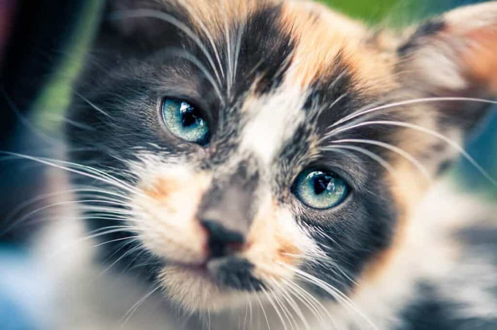 Cat With Whiskers