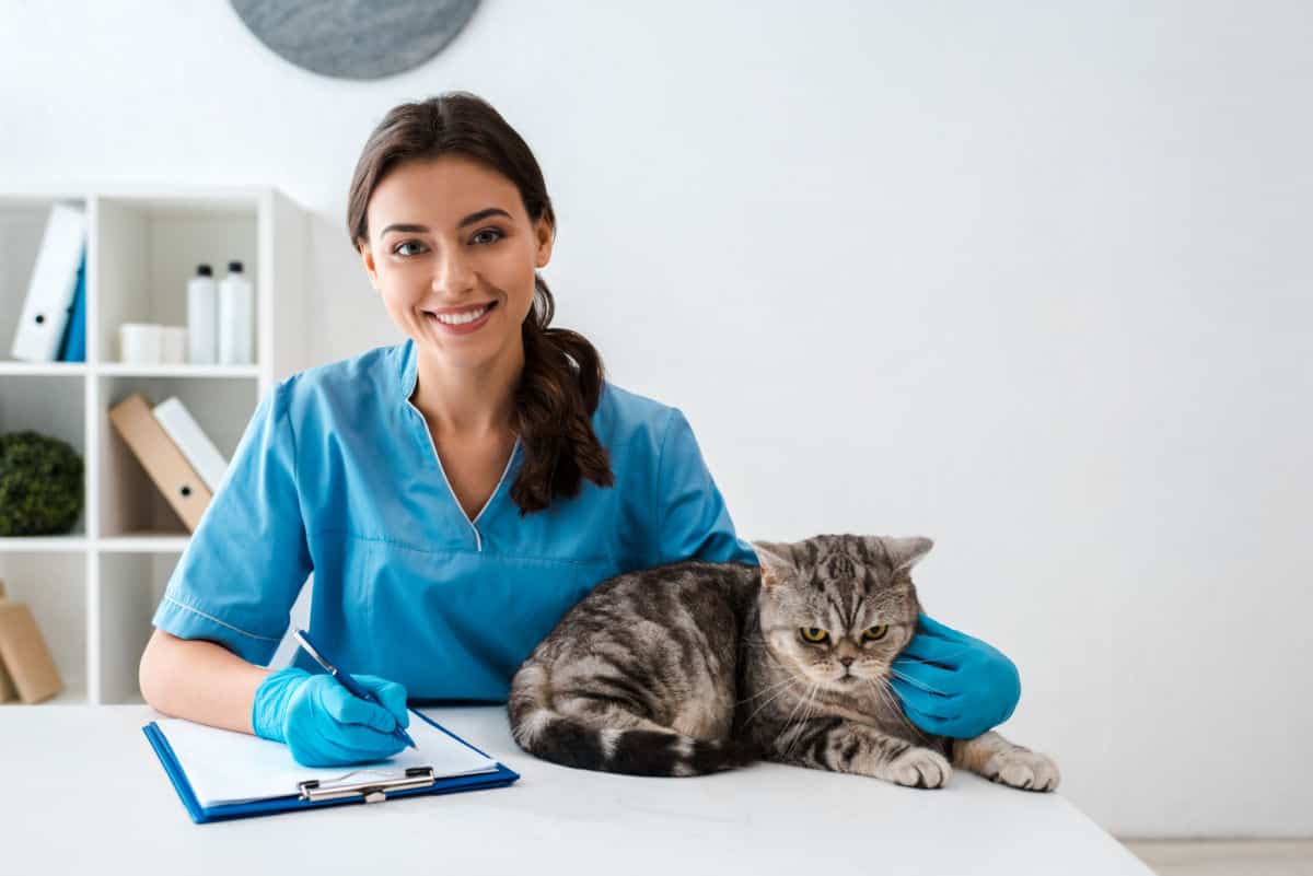 Cat at the Vet