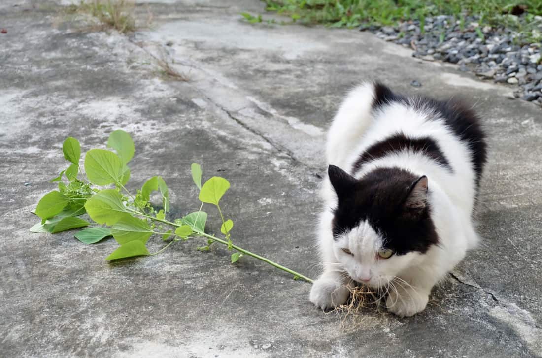 Cat eating Cat Mint