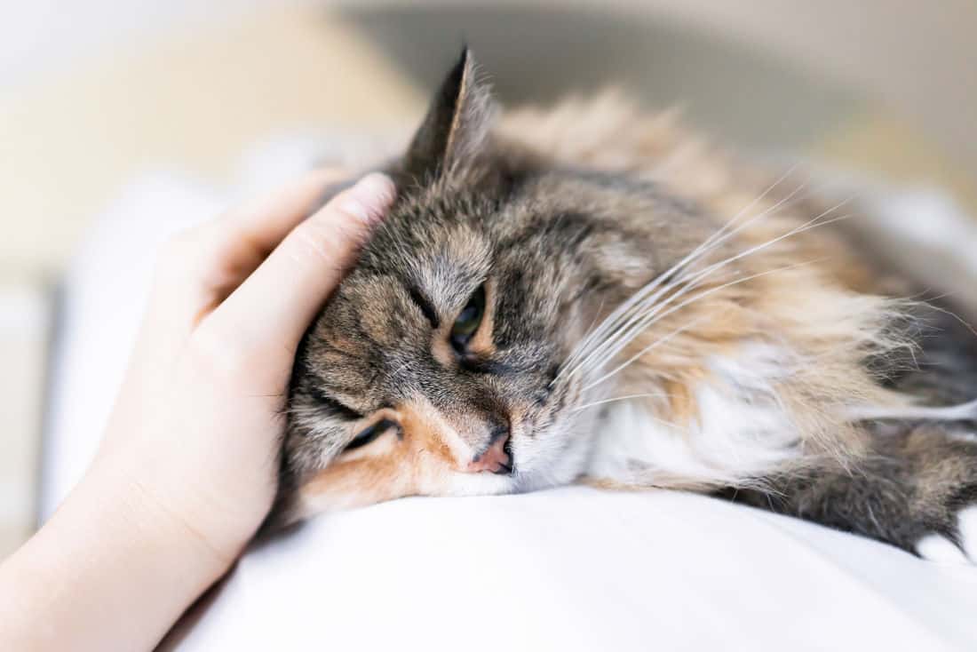 Treat Cat at Home